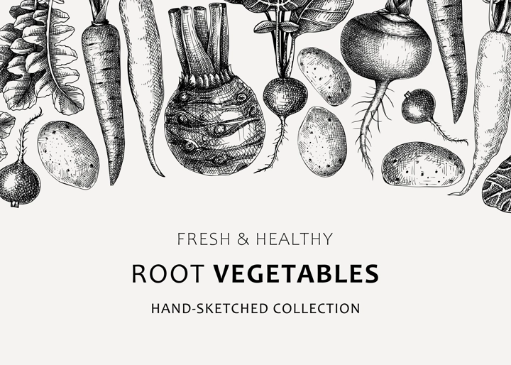 Fresh root vegetables background. Root plants sketches design. Garden vegetable vector banner. Hand-sketched beet, radish, daikon, celery, turnip illustration. For menu, recipe, packaging, markets